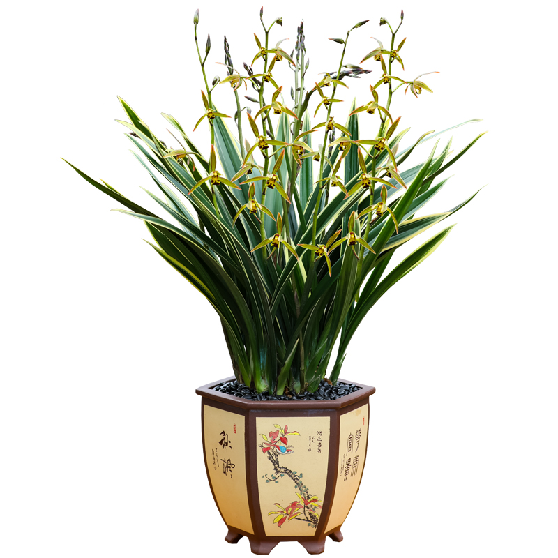 德芳兰业兰花苗金边墨兰银托客厅阳台浓香型花卉基地绿植园艺盆栽,淘宝优惠券,粉丝福利购,淘宝优惠卷