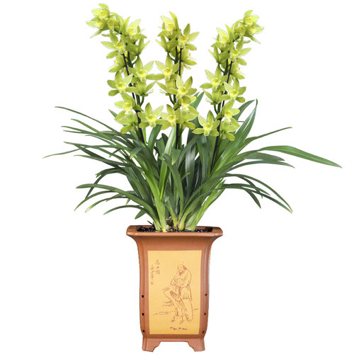 兰花大花惠兰花苗绿翡翠四季花卉植物室内花盆栽浓香墨兰好养易花 - 图3