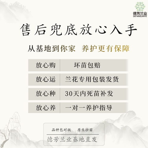 建兰富山奇蝶兰花好养带花苞开花花卉室内绿植盆栽 - 图3