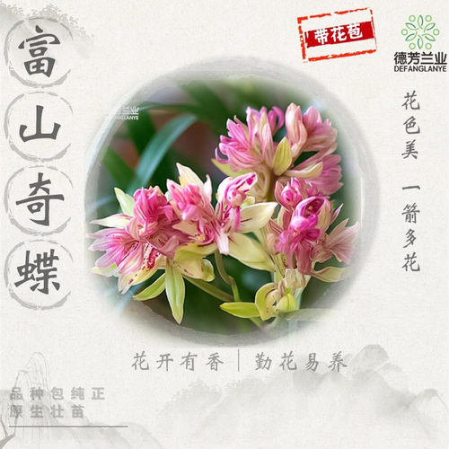 建兰富山奇蝶兰花好养带花苞开花花卉室内绿植盆栽 - 图0