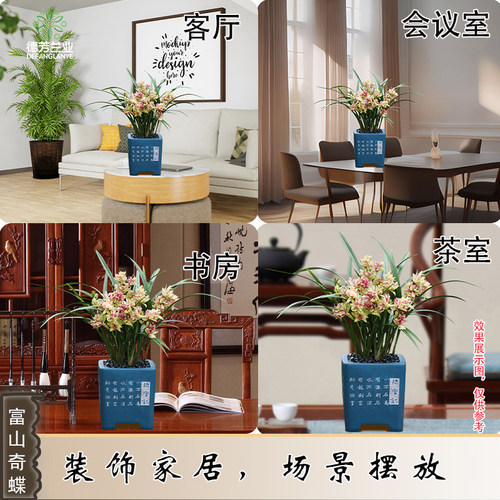德芳兰业惠兰建兰富山奇蝶兰花苗好养带花苞开花花卉室内绿植盆栽 - 图1