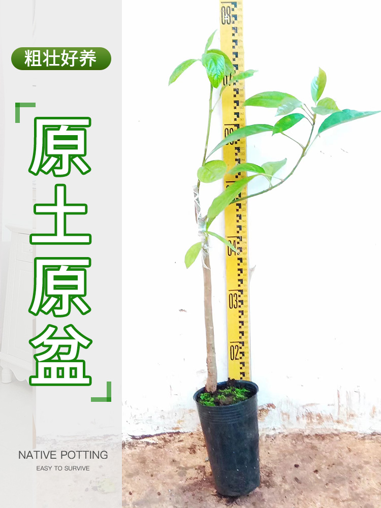 木乃果苗木奶果苗三丫果苗植物盆栽带叶带土包成活 - 图2