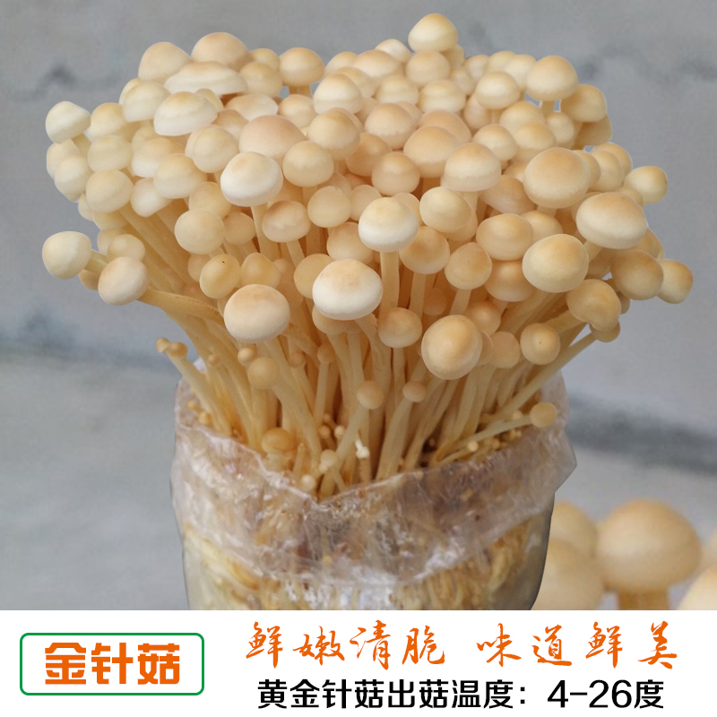 蘑菇女王金针菇家庭养植阳台种植食用菌菌包菌种蘑菇种子食用菌 - 图1