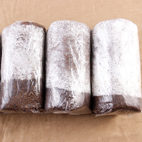 食用菌平菇菌种子菌包菌棒栽培种香菇木三级种农产品厂家自制 - 图0