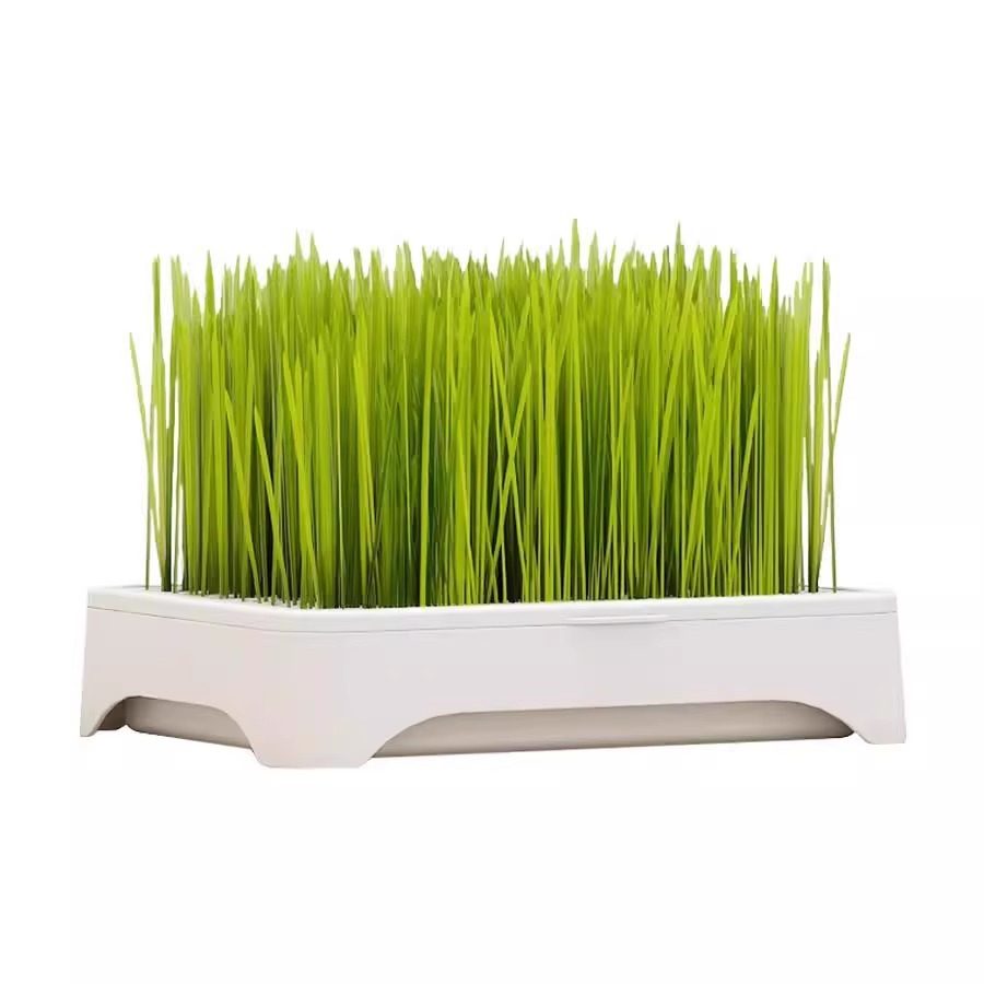 无土水培猫草盆栽去化毛球懒人种植猫草种子育苗盘化毛草宠物用品,淘宝优惠券,粉丝福利购,淘宝优惠卷