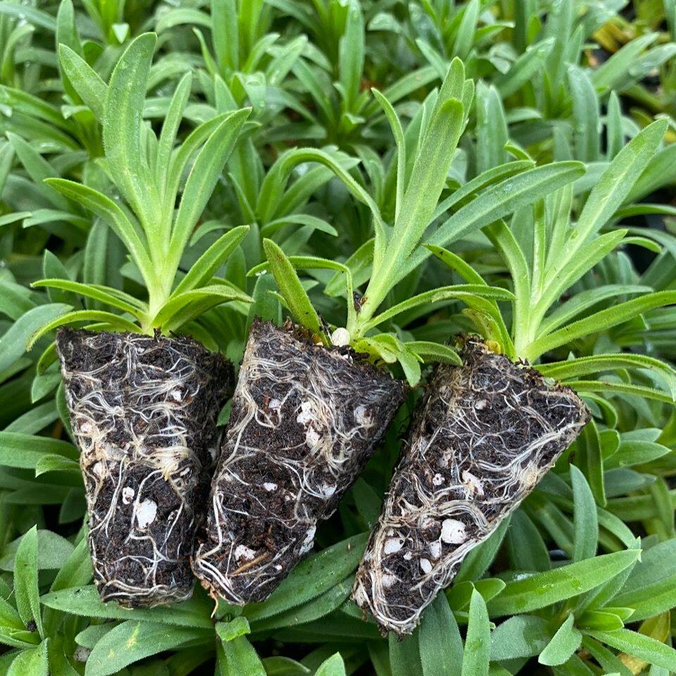 满天星花苗 重瓣伊洛斯小苗 星空白小苗 娑尔花苗 情人节绿植盆栽