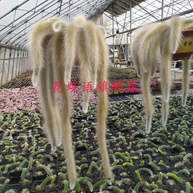 正版长软毛九尾狐多肉植物非猴尾带根垂吊型室内盆栽长毛稀有品种,淘宝优惠券,粉丝福利购,淘宝优惠卷