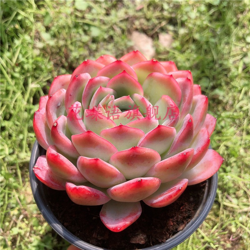 莎莎女王果冻色超大群果冻色群生多肉多肉植物花卉办公室,淘宝优惠券,粉丝福利购,淘宝优惠卷