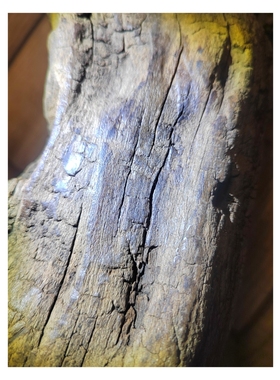 老海南奇楠沉香摆件牛腿桩2.71公斤，蚁漏碳化沉香特征明显