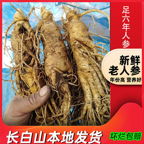 鲜人参500克泡酒大个长白山新鲜人参东北吉林现挖带土6年特大鲜参 - 图0