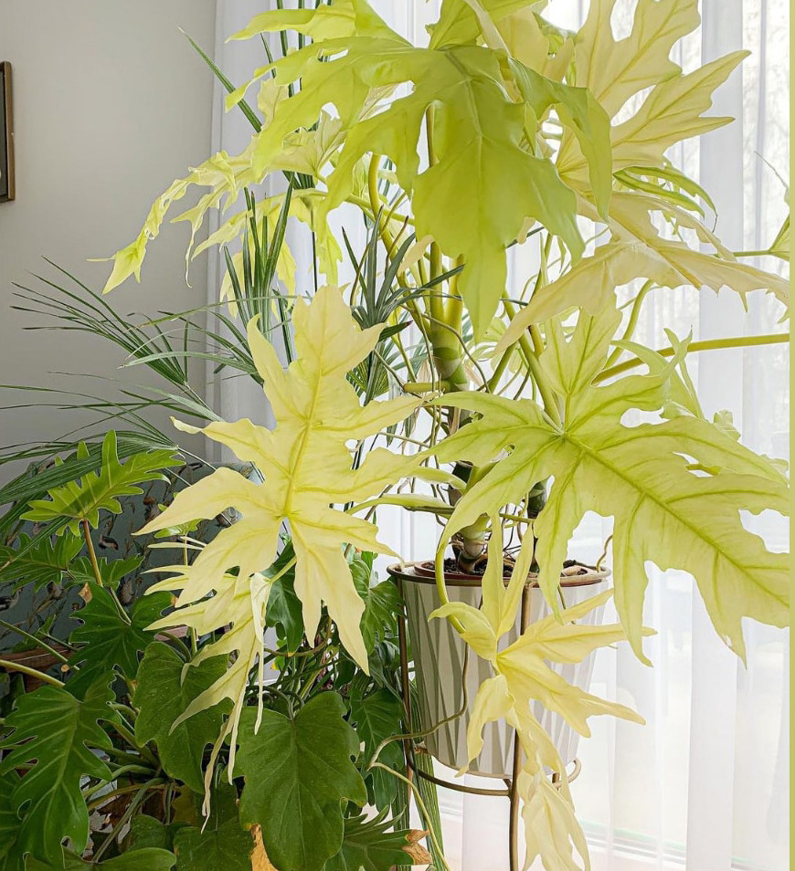 黄金春羽蔓绿绒瓦塞维奇黄金蔓绿绒稀有进口植物盆栽ins观叶植物,淘宝优惠券,粉丝福利购,淘宝优惠卷