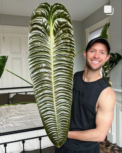 极密火鹤王火鹤后海芋绿植Anthurium veitchii 花烛观叶热植盆栽 - 图0