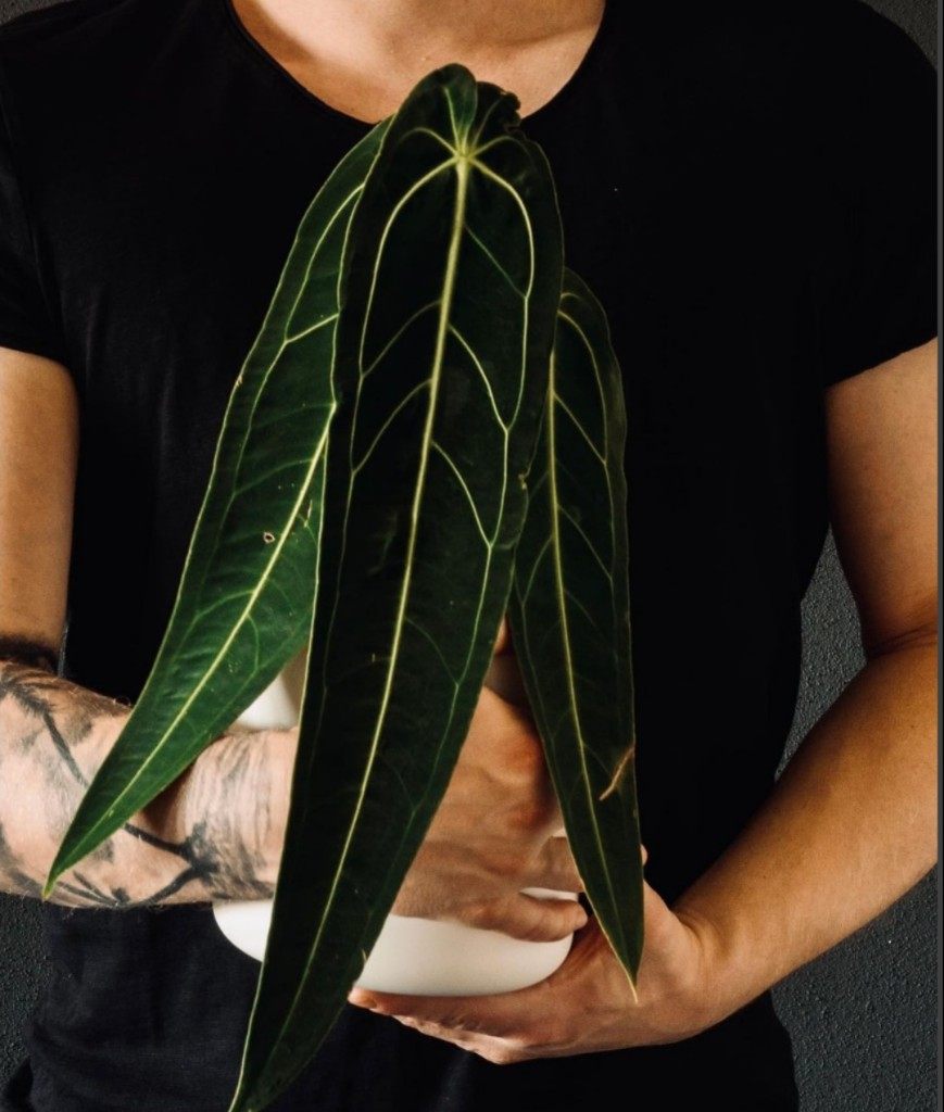 ins网红绿植火鹤后水晶花烛Anthurium Warocqueanum室内阳台绿植,淘宝优惠券,粉丝福利购,淘宝优惠卷