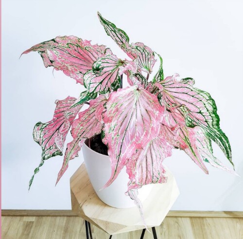 彩叶芋五彩叶芋粉色和声白色恋人海王美人进口网红绿植观叶植盆栽 - 图0