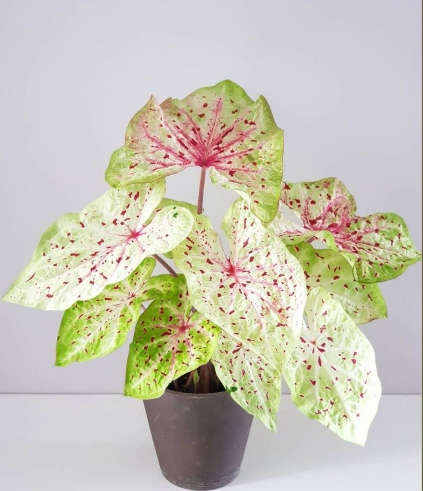 彩叶芋马菲特淑女粉色飞溅辐射泡泡海王粉斑阳台五彩海芋植物盆栽,淘宝优惠券,粉丝福利购,淘宝优惠卷