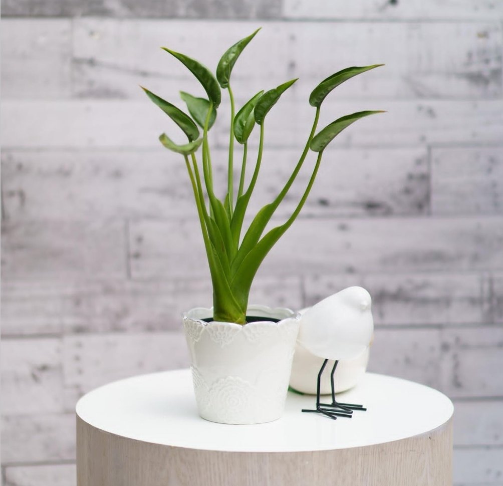 新品种好看 小舞者千手观音海芋ins好养网红同款阳台热植盆栽,淘宝优惠券,粉丝福利购,淘宝优惠卷