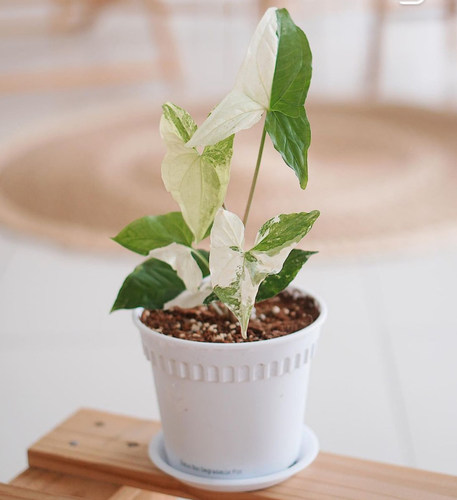 白锦合果芋牛奶纸屑花叶合果芋进口白粉锦花锦花ins网红绿植花卉 - 图1