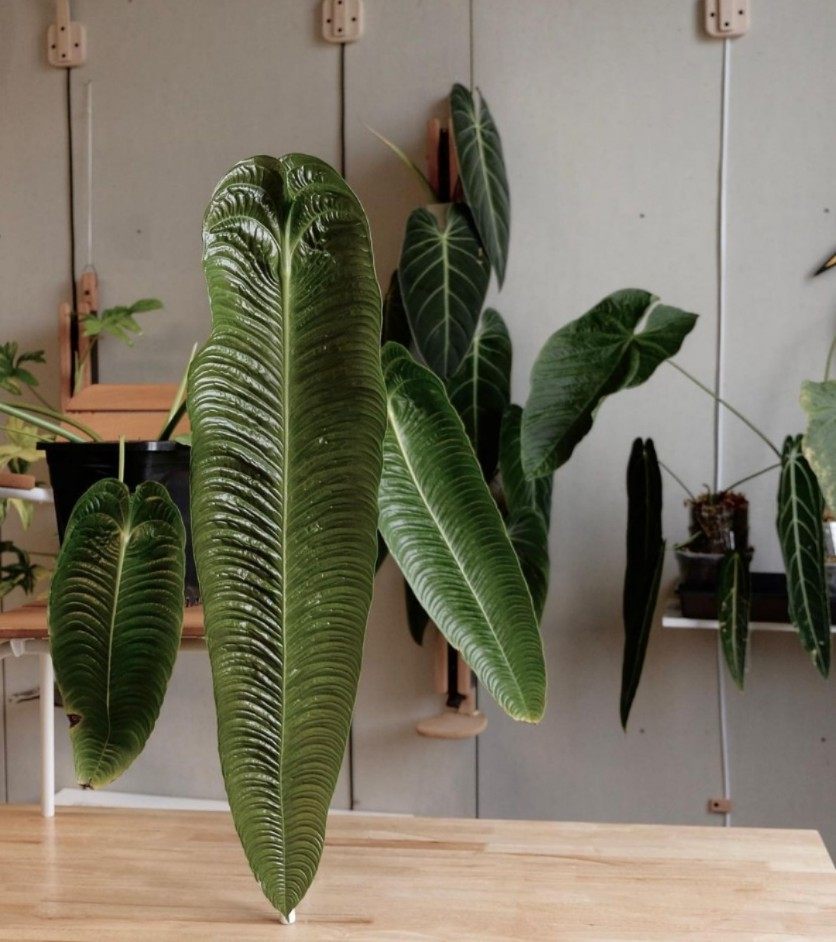 极密火鹤王火鹤后海芋绿植Anthurium veitchii 花烛观叶热植盆栽,淘宝优惠券,粉丝福利购,淘宝优惠卷