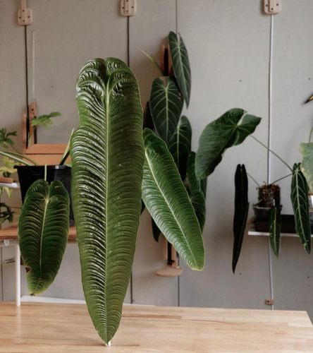 极密火鹤王火鹤后海芋绿植Anthurium veitchii 花烛观叶热植盆栽 - 图3