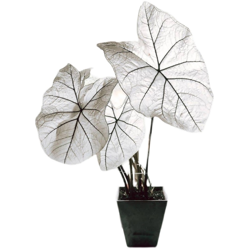 彩叶芋五彩叶芋粉色和声白色恋人海王美人进口网红绿植观叶植盆栽,淘宝优惠券,粉丝福利购,淘宝优惠卷