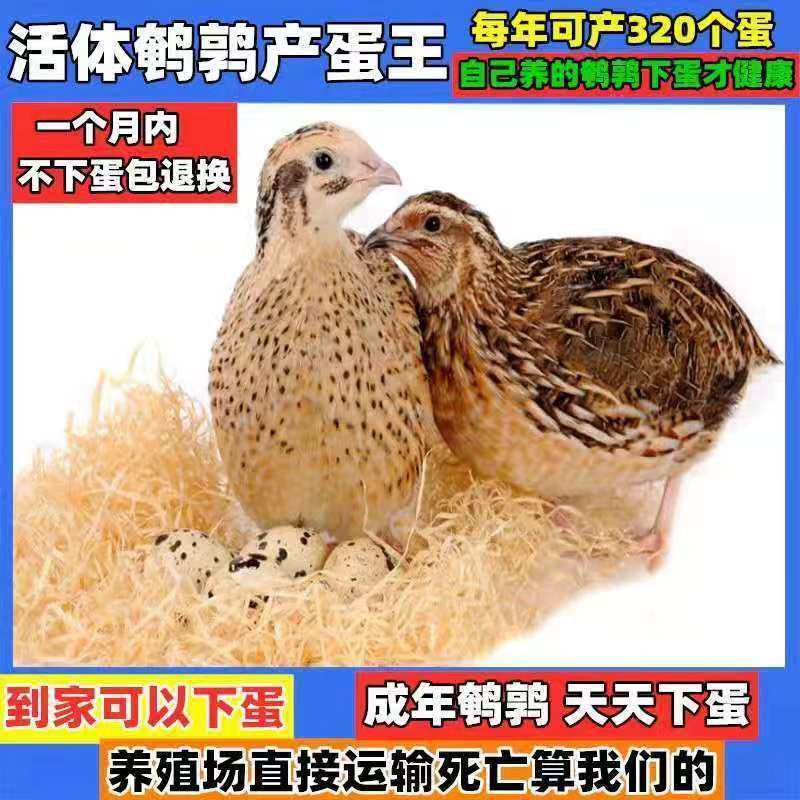 鹌鹑活鸟天天下蛋青年黄羽鹌鹑种鸡下蛋繁殖活物阳台宠物包邮包活,淘宝优惠券,粉丝福利购,淘宝优惠卷