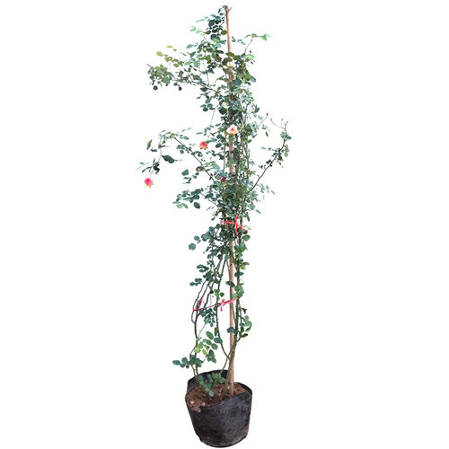四季开月季花苗特大花蔷薇大苗浓香型庭院阳台爬藤攀援植物欧月 - 图3