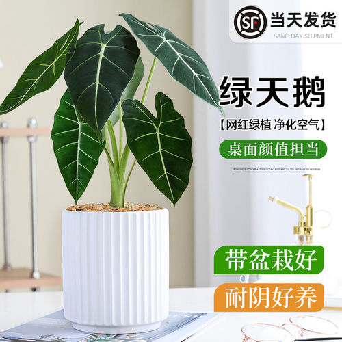 绿天鹅绒海芋盆栽办公室客厅净化空气小绿植大叶花卉北欧ins风格 - 图2