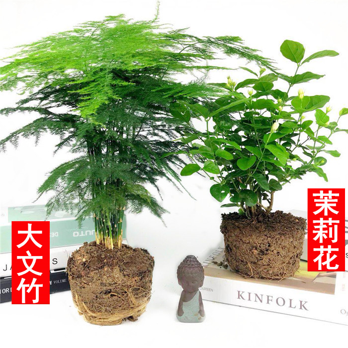 大文竹盆栽植物花卉四季常青净化空气吸甲醛桌面绿植办公室内盆景 - 图0