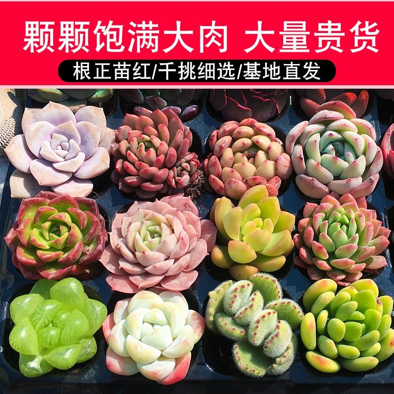 多肉植物套餐含带盆肉肉组合室内小盆栽精品玉露大颗好养花卉绿植,淘宝优惠券,粉丝福利购,淘宝优惠卷