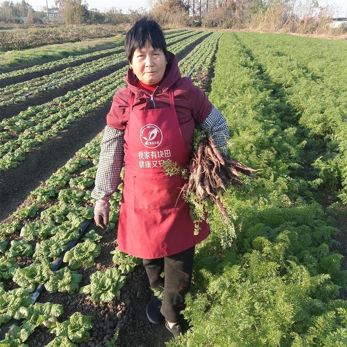 南京继红有机紫玉水果胡萝卜新鲜现挖脆甜生吃紫皮黄心紫色老品种,淘宝优惠券,粉丝福利购,淘宝优惠卷