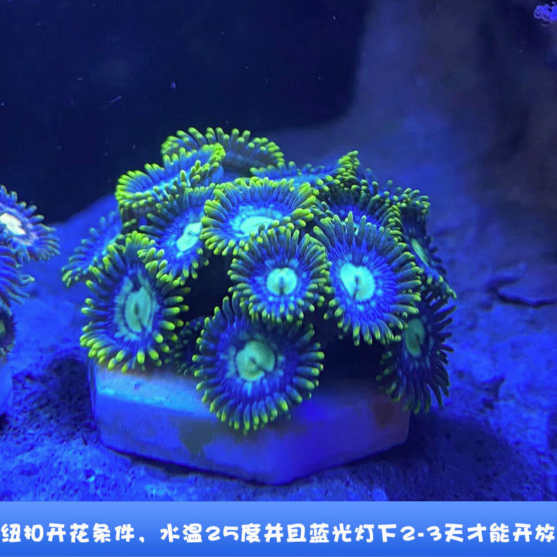 纽扣珊瑚海水鱼缸新手入门珊瑚幻彩纽扣拼盘海水造景生物观赏好养 - 图3