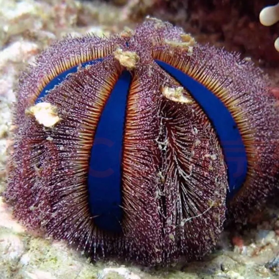 蓝礼服海胆紫海胆马粪海胆海水缸除藻清洁观赏工具生物造景好养-图3