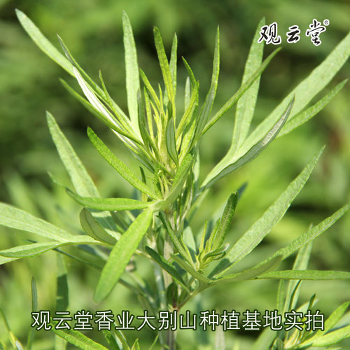 观云堂湖北蕲春6至10年陈艾香粉手工制香囊包驱蚊除菌粗细粉二种 - 图0