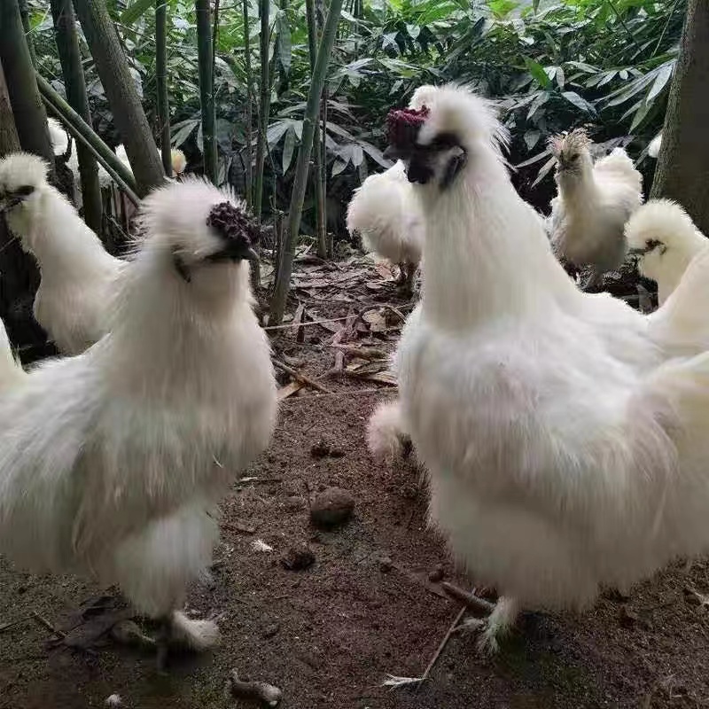 正宗一斤白凤乌鸡活苗泰和乌鸡苗乌骨鸡活苗小鸡脱温鸡苗蛋鸡活苗 - 图0