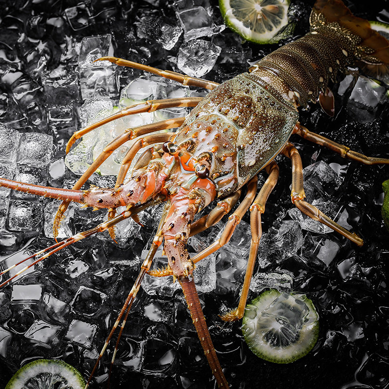 渔公码头超大深海古巴龙虾鲜活冷冻澳洲澳龙大龙虾波士顿年货礼包,淘宝优惠券,粉丝福利购,淘宝优惠卷