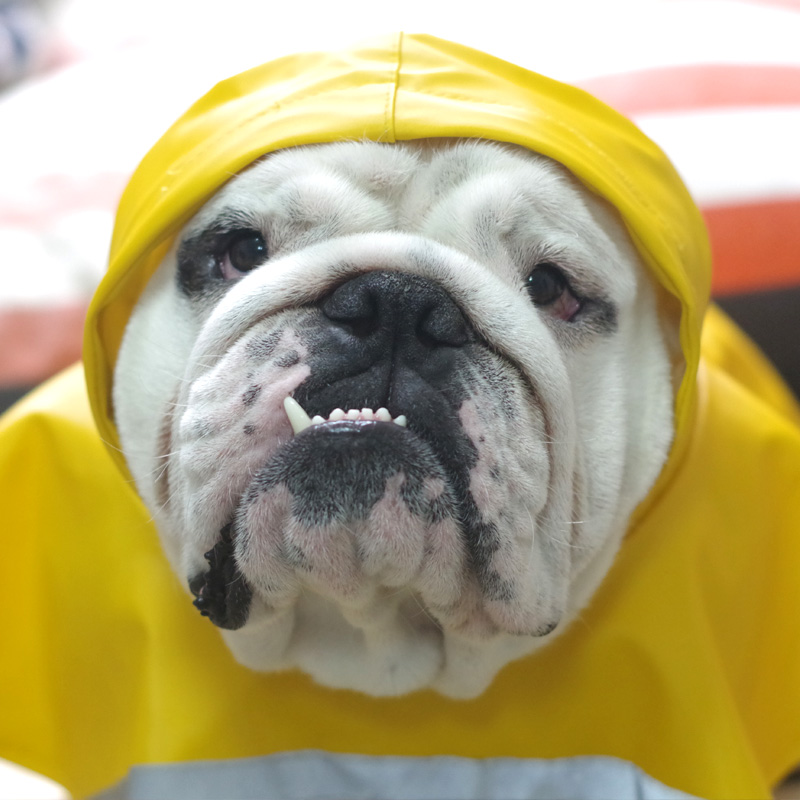 海盗狗 狗狗雨衣斗牛犬衣服英牛定制雨披包邮 - 图0