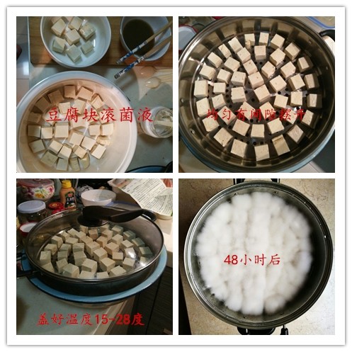 毛霉菌种小家君发酵菌毛豆腐菌粉臭豆腐霉千张霉豆渣豆腐乳曲 - 图1
