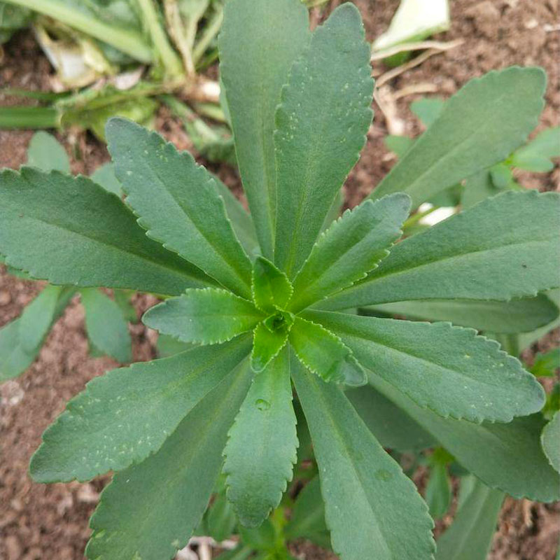 养心菜种籽救心菜种子苗灰灰菜费菜苗食用三七四季盆栽高钙蔬菜 - 图1