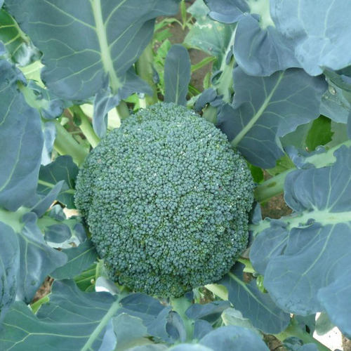 西兰花种籽西兰花种子菜花青菜陀绿曼陀绿花菜西蓝花四季蔬菜孑苗 - 图0