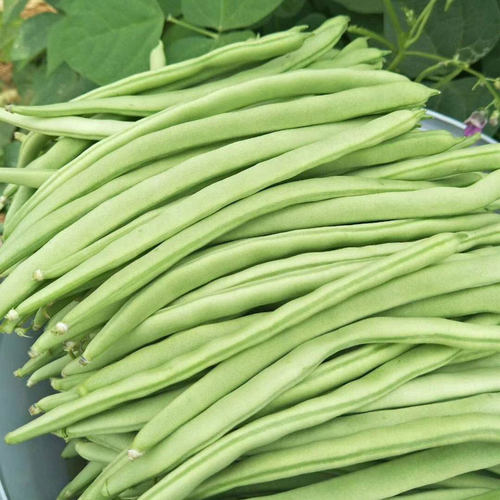 芸豆种子豆角种籽四季豆扁豆冬天秋冬季秋后种的蔬菜孑籽种菜种籽 - 图0