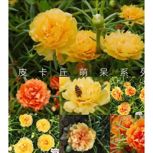 重瓣太阳花苗多色带根混色马齿笕带苞发货室内外阳台庭院盆栽植物 - 图3