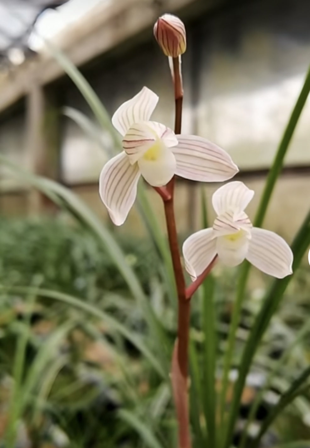 包邮当年开花名品兰花苗盆栽 莲瓣兰粉荷素 阳台庭院浓香花卉