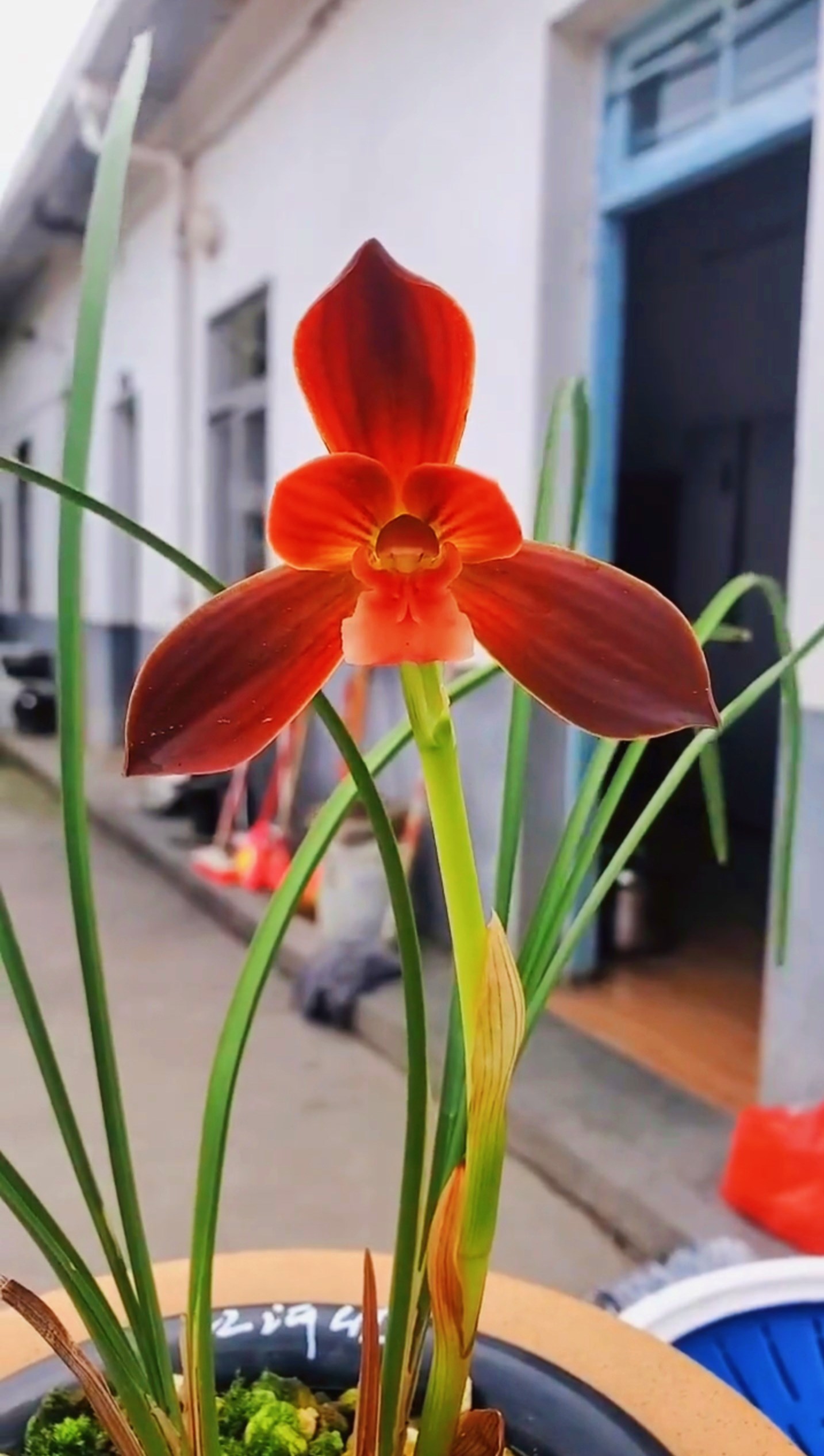 包邮当年开花名品兰花苗盆栽 春兰红河红 阳台庭院客厅绿植花卉