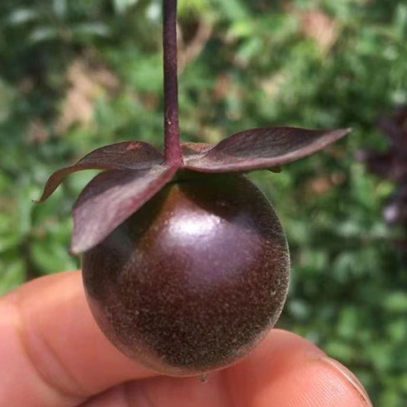 四川金弹子嫁接苗中国红紫阳金丹血红果桌面造型观果盆栽母桩盆景,淘宝优惠券,粉丝福利购,淘宝优惠卷