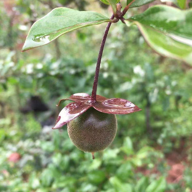 四川金弹子嫁接苗中国红紫阳金丹血红果桌面造型观果盆栽母桩盆景,淘宝优惠券,粉丝福利购,淘宝优惠卷