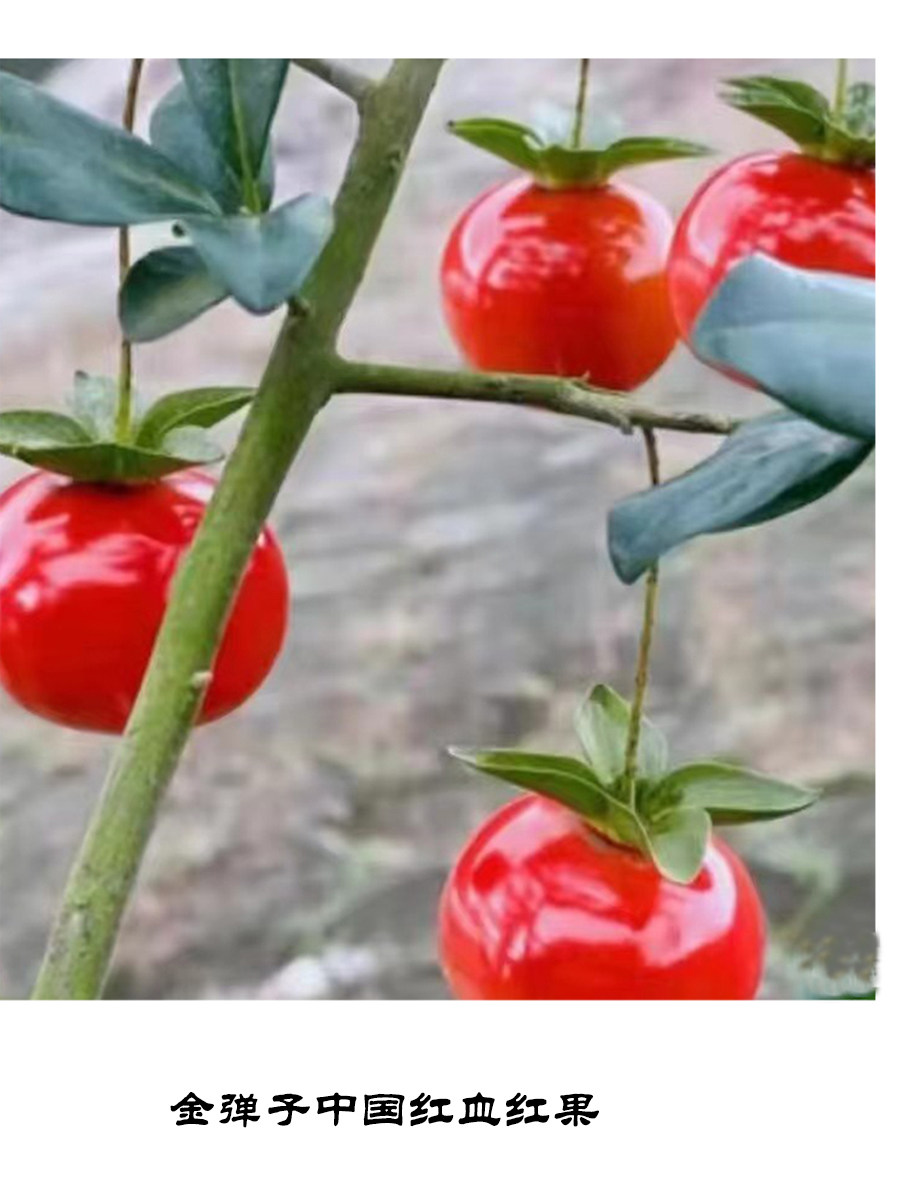 四川金弹子嫁接苗中国红紫阳金丹血红果桌面造型观果盆栽母桩盆景,淘宝优惠券,粉丝福利购,淘宝优惠卷