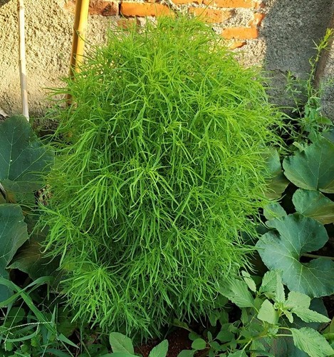 扫帚菜 种子苗野菜种籽 地肤种孑 扫帚苗庭院阳台盆栽春夏种子苗 - 图0