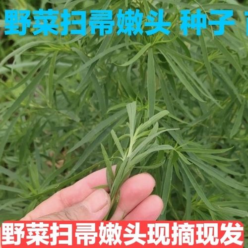 扫帚菜 种子苗野菜种籽 地肤种孑 扫帚苗庭院阳台盆栽春夏种子苗 - 图2