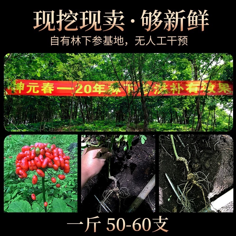 鲜人参20年长白山新鲜林下参籽货山参野山参500g老山参泡酒中药材 - 图0