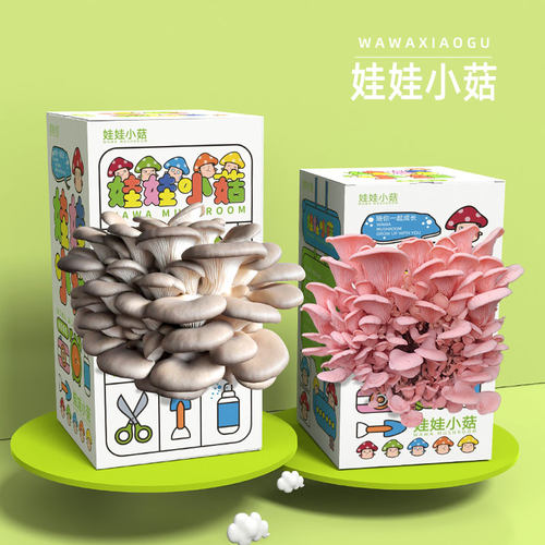 平菇粉红蘑菇菌包食用菌棒简单盒装蘑菇种植盒阳台礼盒蘑菇种植包 - 图2
